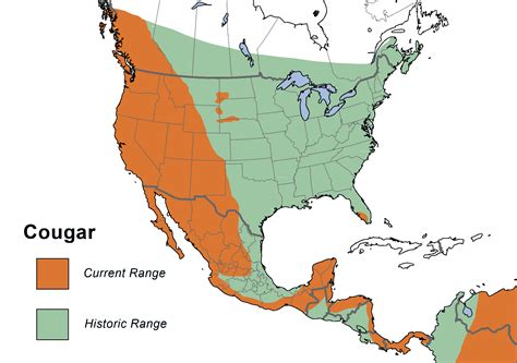 what states do cougars live.